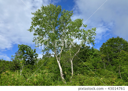 Kirigoga Marsh Birch Cover Fukushima ken Minamitsuzu-machi 43014761