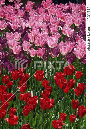 Tulip field Tulip field 43015164