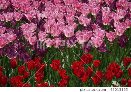 Tulip field Tulip field 43015165