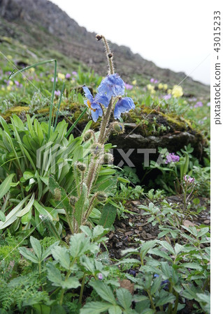 Mekonopsis Horidura 43015233