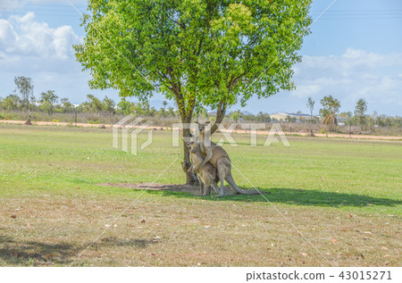 A couple of white kangaroo A couple of white kangaroo 43015271