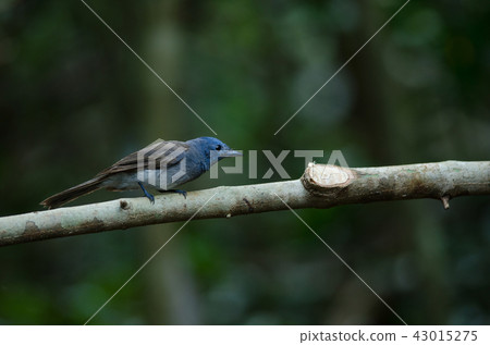 Male Black-naped monarch perching on tree branch Male Black-naped monarch perching on tree branch 43015275