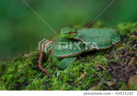 Pope's Green Pitviper snake Pope's Green Pitviper snake 43015287