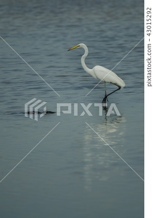 Great Egret standing in a shallow creek 43015292