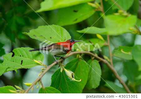 Crimson Sunbird catch on branch in nature Crimson Sunbird catch on branch in nature 43015301