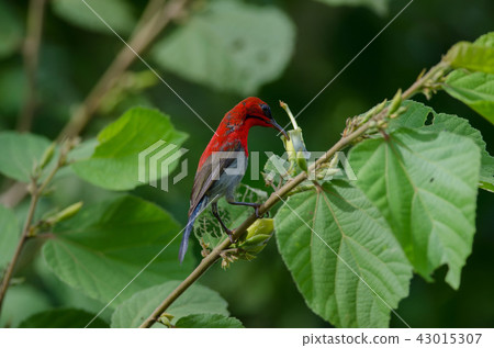 Crimson Sunbird catch on branch in nature 43015307