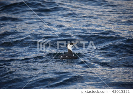 Sea ice cream 43015331