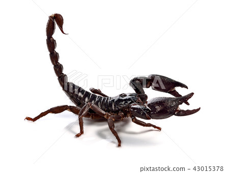 Scorpion of a white background. 43015378