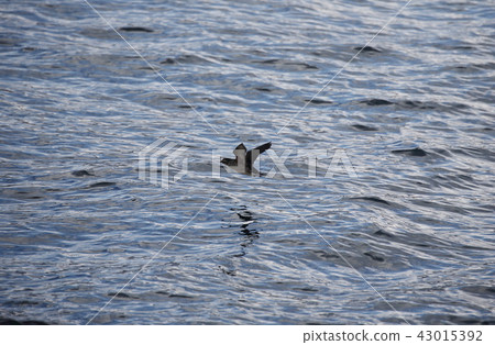 Flight of Erotrophis 43015392