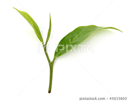 Green tea leaf isolated on white background 43015603
