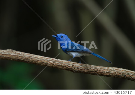 Male Black-naped monarch perching on tree branch Male Black-naped monarch perching on tree branch 43015717