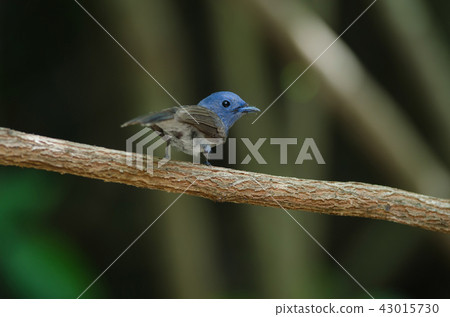 Female Black-naped monarch perching on tree branch Female Black-naped monarch perching on tree branch 43015730