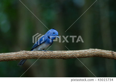 Male Black-naped monarch perching on tree branch Male Black-naped monarch perching on tree branch 43015734