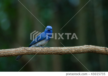 Male Black-naped monarch perching on tree branch Male Black-naped monarch perching on tree branch 43015735