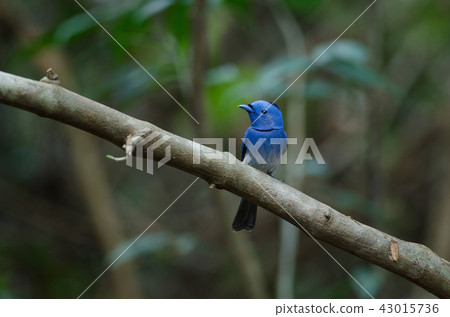 Male Black-naped monarch perching on tree branch Male Black-naped monarch perching on tree branch 43015736