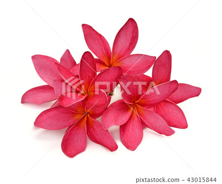Tropical flowers frangipani on white backgro Tropical flowers frangipani on white backgro 43015844