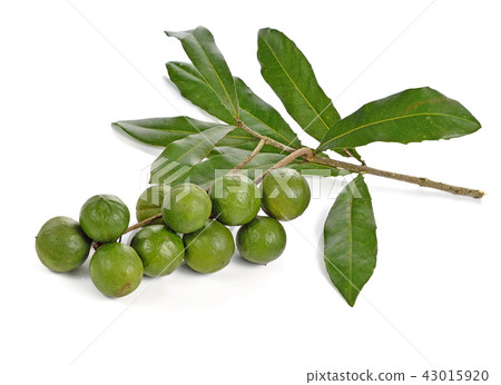 macadamia nuts on white background macadamia nuts on white background 43015920