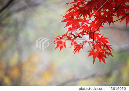 Guren Song Guren Song 43016050