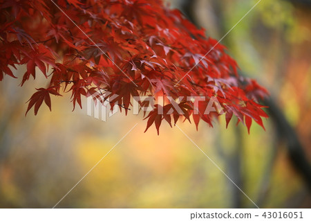 Guren Song Guren Song 43016051