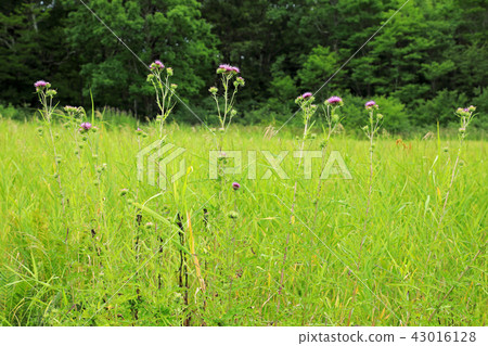 Tatami-zami Komagomezu福島縣南會津町 43016128