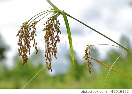 Abra Gaya之花 -  Komagomeza福島縣Minamiaizu鎮 43016132