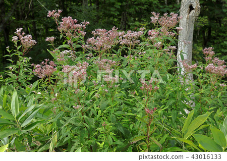 Famous Sawahi-no-dori Komagaura Mihara Fukushima ken Minamitsuzu-machi 43016133