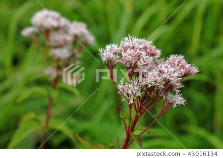 UPO Komagomeza花的花發現了Eidori Fukushima Ken Minamiaizu鎮 43016134