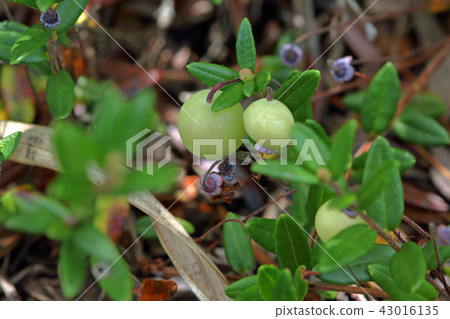 鶴竹的幼果 -  Komagomeza Wetland Fukushima ken Minamiaizu cho 43016135