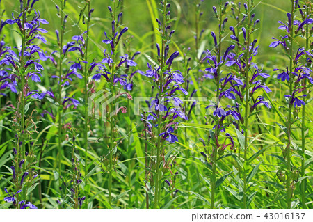 Sawakigyo wo Oshigara ga Fukushima prefecture Minamiizu cho 43016137