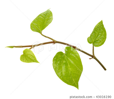 Betel on isolated background. 43016190