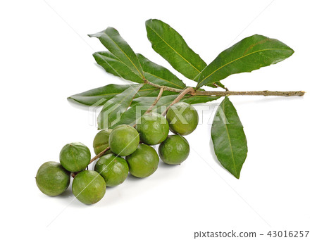 macadamia nuts on white background macadamia nuts on white background 43016257