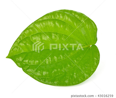 Betel on isolated background. Betel on isolated background. 43016259