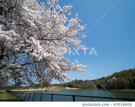 Tondabayashi Tamakichi Machi Chicken Tondabayashi Tamakichi Machi Chicken 43016608