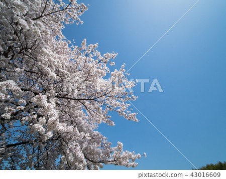 Tondabayashi Tamakichi Machi Chicken Tondabayashi Tamakichi Machi Chicken 43016609