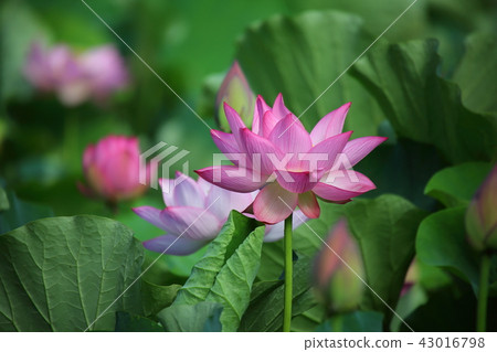 蓮花 43016798
