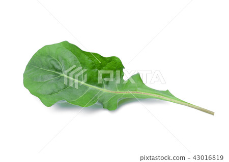 gerbera green leaf isolated on white background gerbera green leaf isolated on white background 43016819