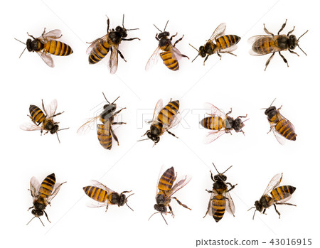 set of bee isolated on white background 43016915