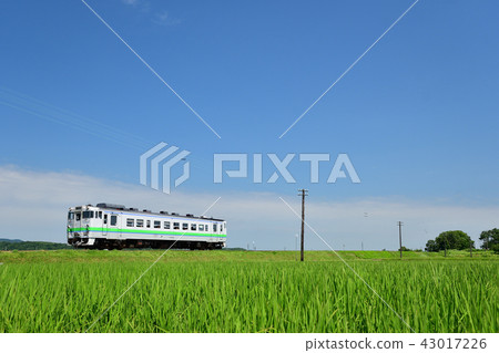 Blue sky and rice field, train and flatter beat 43017226