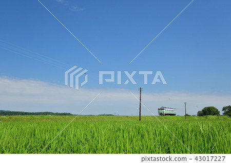 Blue sky and rice field, train and flatter beat Blue sky and rice field, train and flatter beat 43017227
