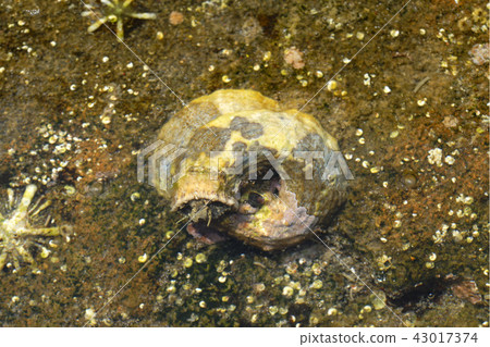 黑頭羊 黑頭羊 43017374