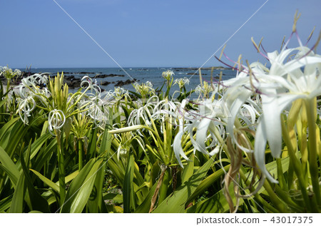 Hamaayu海灘 Hamaayu海灘 43017375