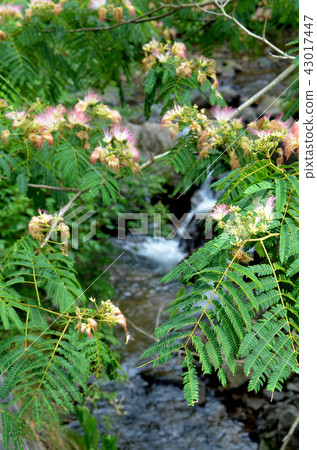ネムノキと清流 43017447