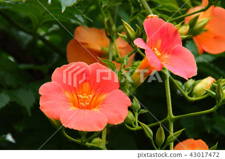 Nozomi Kazura 03 43017472