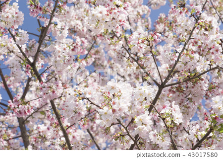 粉紅浪漫 43017580