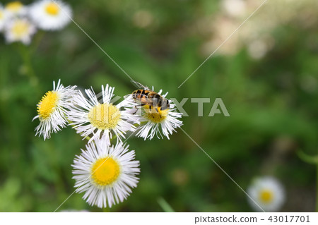 Flowers and bees 43017701