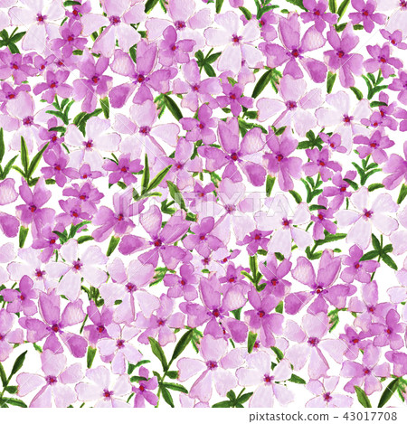 Shibazakura馬賽克櫻桃樹 43017708