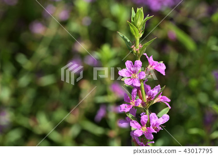 千屈菜 千屈菜 43017795