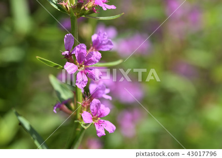 千屈菜 千屈菜 43017796