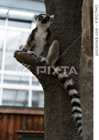 Wolverine lemur 43017943