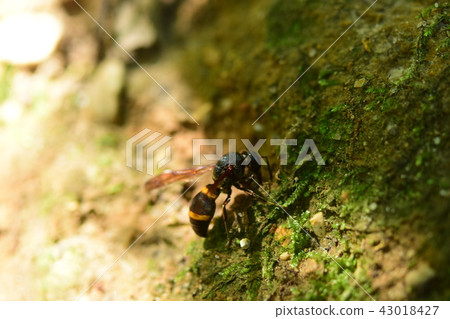 Ooca buff snug lobuckle mud collecting 43018427